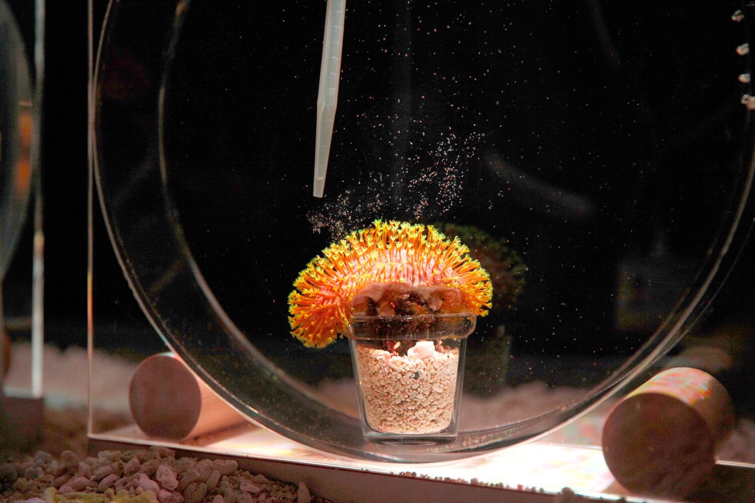 ウミキノコ フラグサンゴ 沖縄産 ウミキノコ ライトグリーン Mサイズポリカ