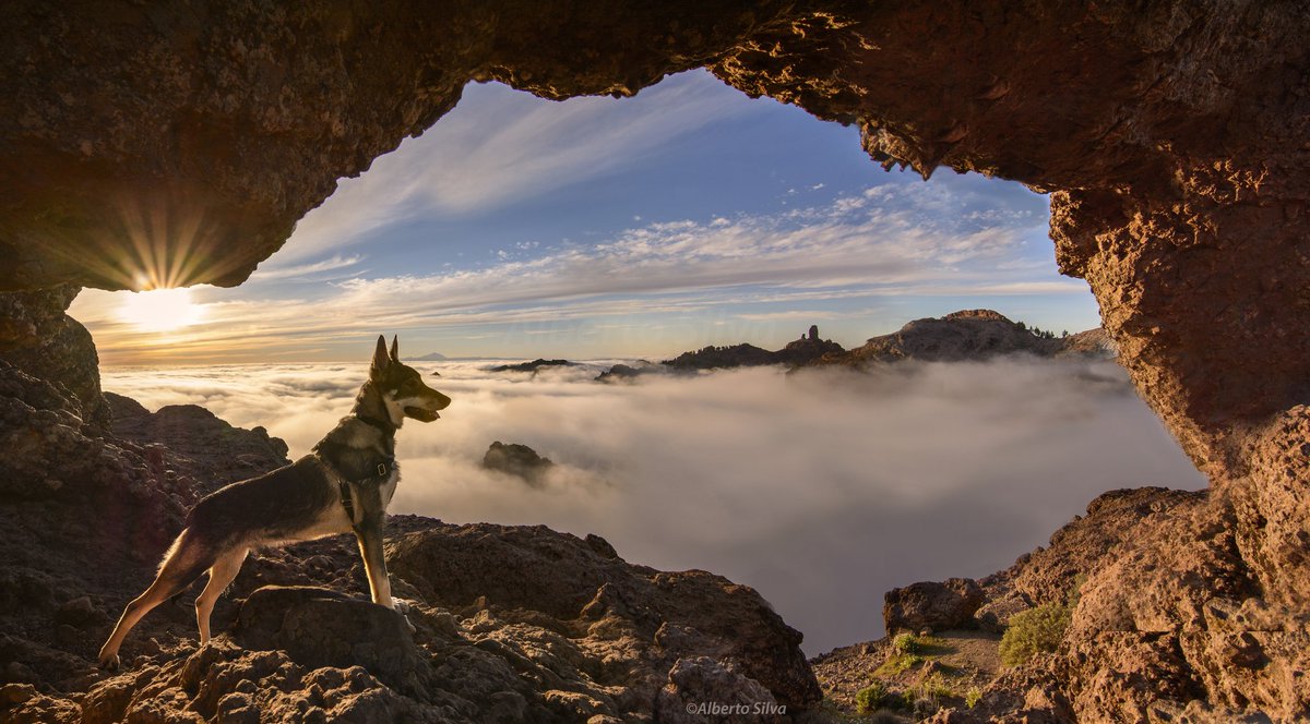 Atardeceres que no dejan indiferente a nadie 🐺😍 
#GranCanaria #IslasCanarias #latituddevida #LoboHerreño #Tejeda @canarias_es <a href="/Tejeda_GC/">Ayuntamiento Tejeda</a> <a href="/EmocionesCan/">Emociones Canarias</a>