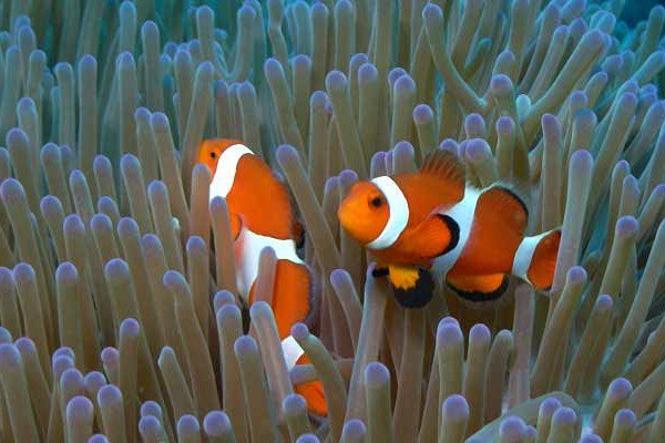 robkajiwara's tweet photo. Please help save this coral reef and stop the human rights violations occurring in #Okinawa! #Henoko Bay is filled with hundreds of rare &amp; endangered species who will go extinct if we don't stop the construction going on there!
https://t.co/w2r6sAfN8u https://t.co/4bW15D87U4