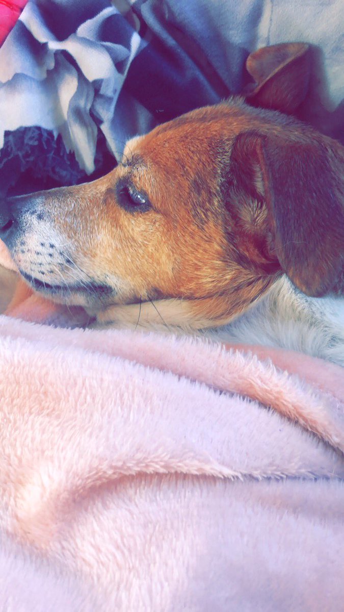 scarletthowell's tweet photo. My poorly little girl goes in for surgery tomorrow 😔❤️ https://t.co/123lPFb3HP