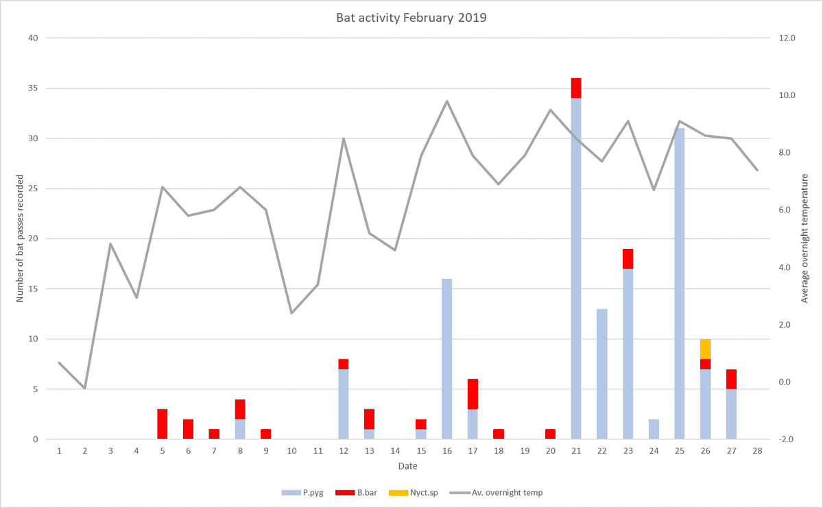 nottsbatman's tweet photo. Lots of bat activity in the wood during February especially towards the end of the month.  On the 25th every soprano pip call included some social calls.  #bats #woodlandwildlife @_BCT_ @Nottswildlife https://t.co/8ipSrdSh8j