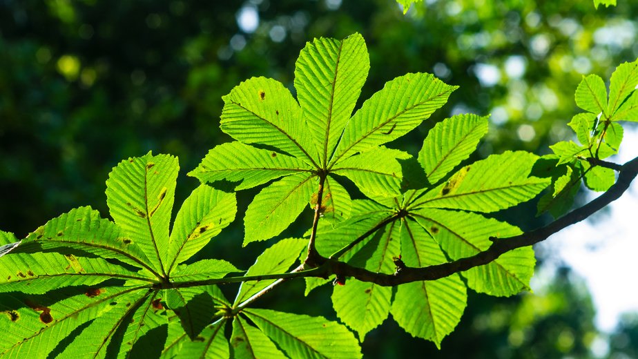 листок каштана. каштан конский восьмитычинковый. конский каштан павия. характеристика листа каштана конского. каштан конский тип жилкования.