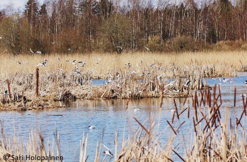 EncountersNatur's tweet photo. The loss of black-headed gull colonies disrupts other waterfowl species https://t.co/svauUnoAvm https://t.co/xLK905npf9