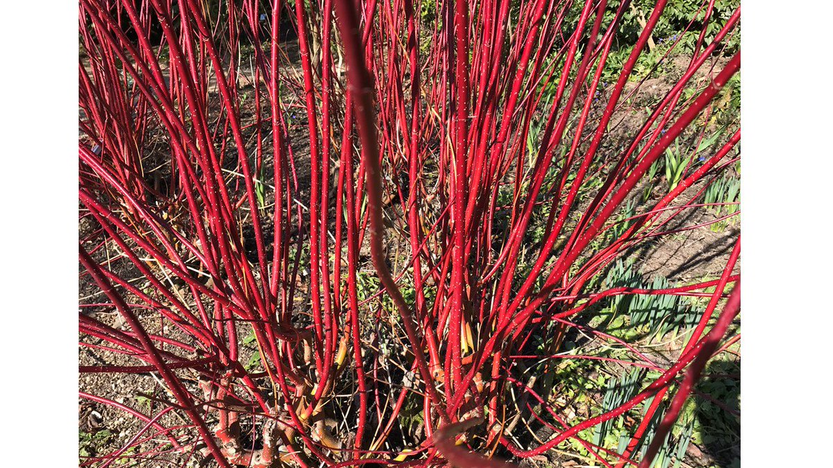 OnePlantADay's tweet photo. Can you name this plant? Answer on Sunday!  #namethatplant https://t.co/2iGTWAgRBb