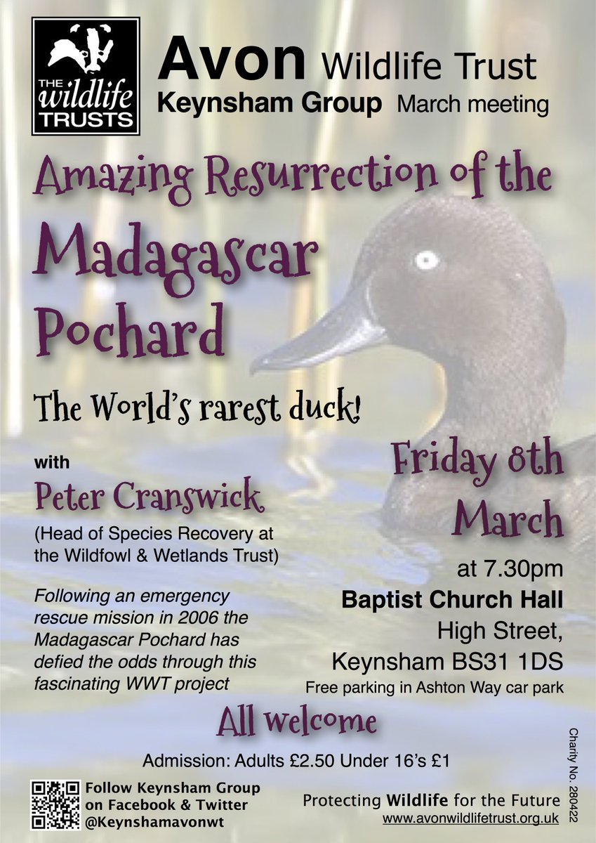 keynshamavonwt's tweet image. Next Friday&apos;s meeting (13th) with @WWTSlimbridge Peter Cranwick, learn about the amazing comeback of this once thought extinct duck! All welcome @avonwt @keynshamvoice #talk #naturetalks #localgroups #charity #wildlifetalk #discussion #seminar #events #Keynsham  #Nature #Wildlife
