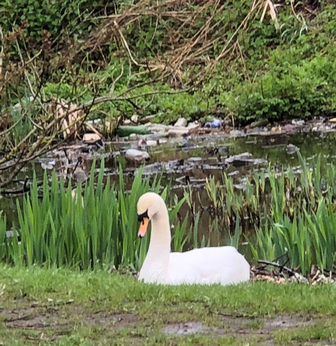 Action4Ducks's tweet photo. Wish me Luck dealing with this #Swan dilemma I do not want to happen in 2019. ⁦@CanalRiverTrust⁩ did not keep their promise of moving the #nest away from a Public Footpath &amp; clean the disgusting #Litter Ringing today, to chase up Plans to happen ASAP please
#ProtectWildlife https://t.co/3Wf0FPJw2c