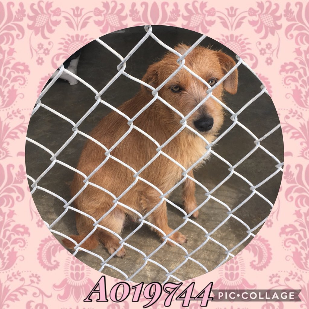 FBCASTX's tweet photo. Attention #smalldog lovers - have we got a #treat for you!
This little #lady (as yet unnamed) has cleared her #stray hold today. She’s just waiting to be fixed, and then you can take her home.
Come on in and meet her tomorrow from 10-4. She’s very #petable. #DogsOfTwitter #dog https://t.co/vKDFYR6upI