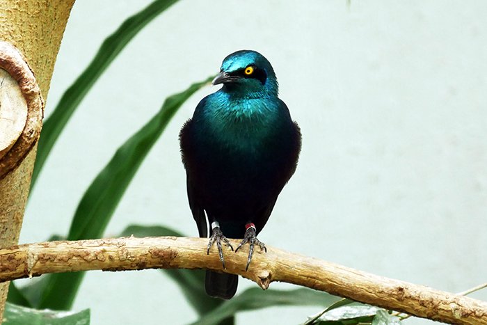 緑の鳥 緑の鳥