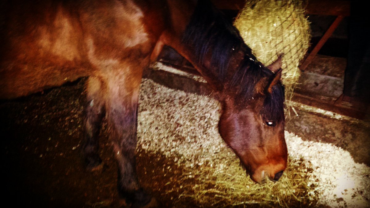 Devilcrysblood's tweet photo. #horses #prettypony #lovehim #mine https://t.co/qaJTvP0swC