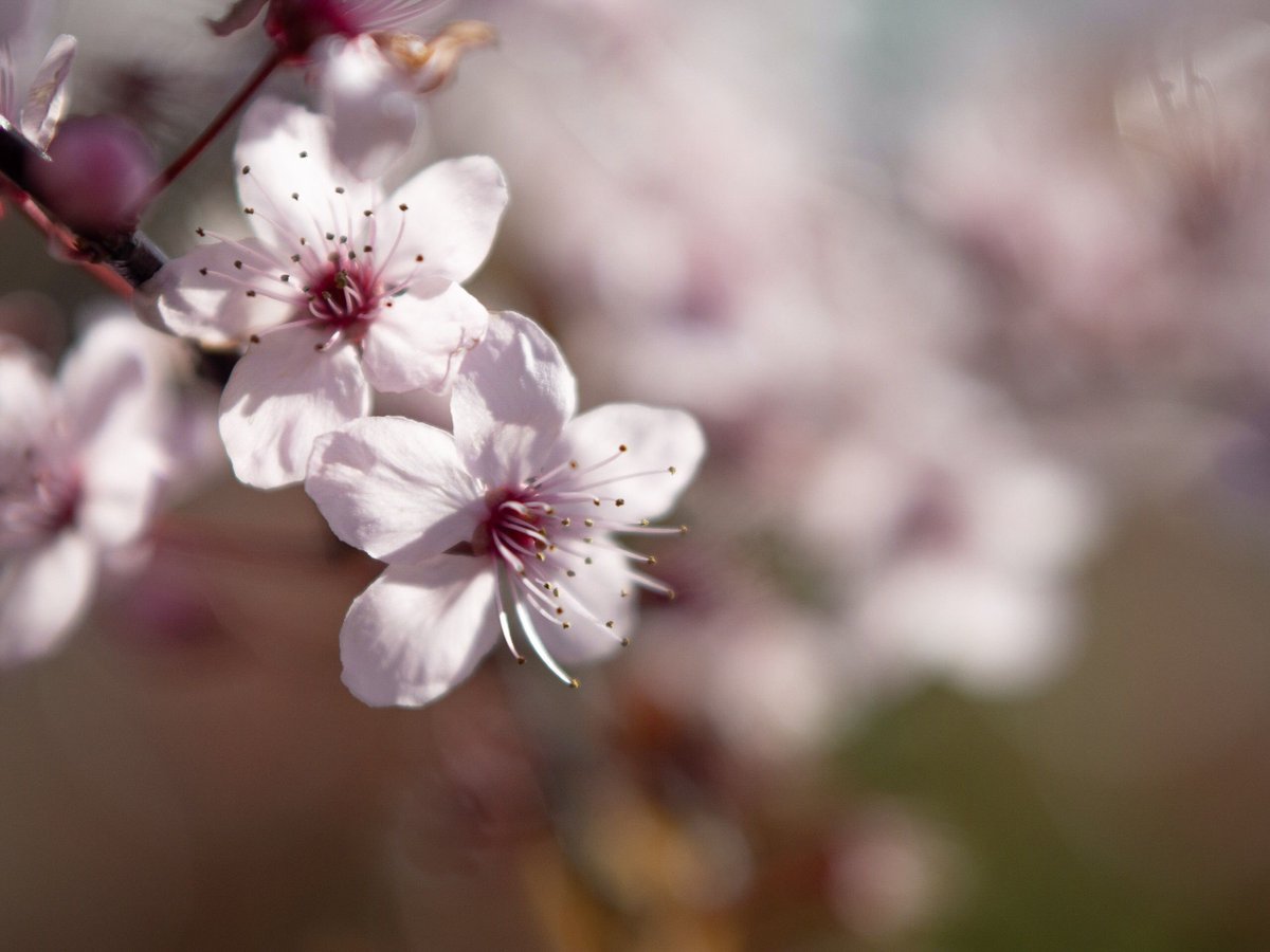 SystonInBloom's tweet image. The cold spell seemed to relent a bit today and the sun was shining! Blossoms at our lovely little train station are looking great! #instabloom #leicestershire #leicester #bbcleicester