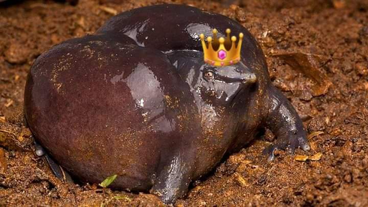 FremdlyWildlife's tweet photo. Bow down before your King https://t.co/dXADnvc8Yn