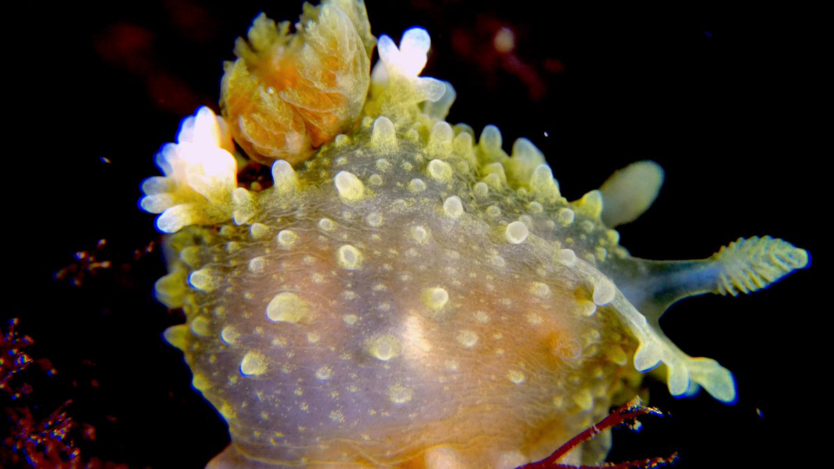 UW_filming's tweet photo. Palio dubia - The latin name one of my favorite Nudibranches - Seaslug 🤗#nudibranch #seaslug #sea #underwater #denmark #danmarksnatur #wildlife #ocean #lillebælt #yellow #nature #marinelife #macro #marinebiology #uwpic #underwaterwildlife https://t.co/67EXzaGQsa