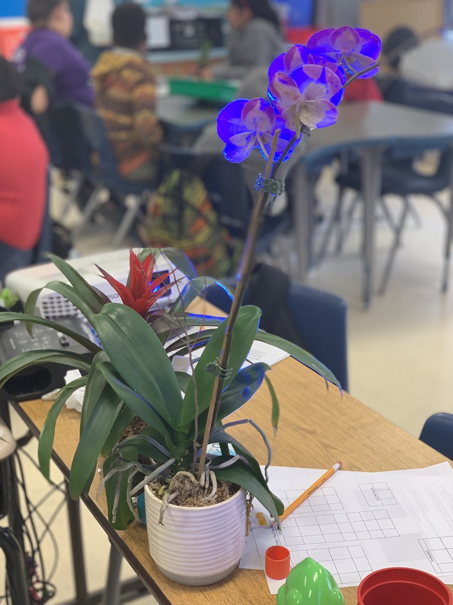 More plant explorations!! #RealWorldExamples @LStevensES @jmarti25HISD @RickettsDeirdre @eMC_Squared_TDS