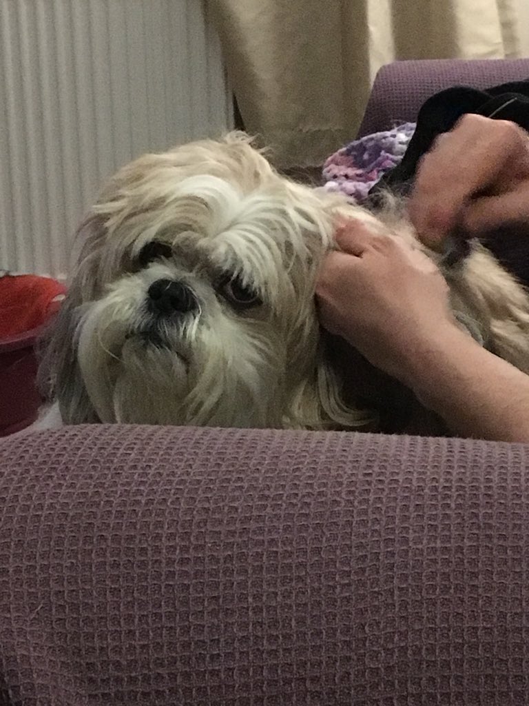 Flash the Shih Tzu tweet media