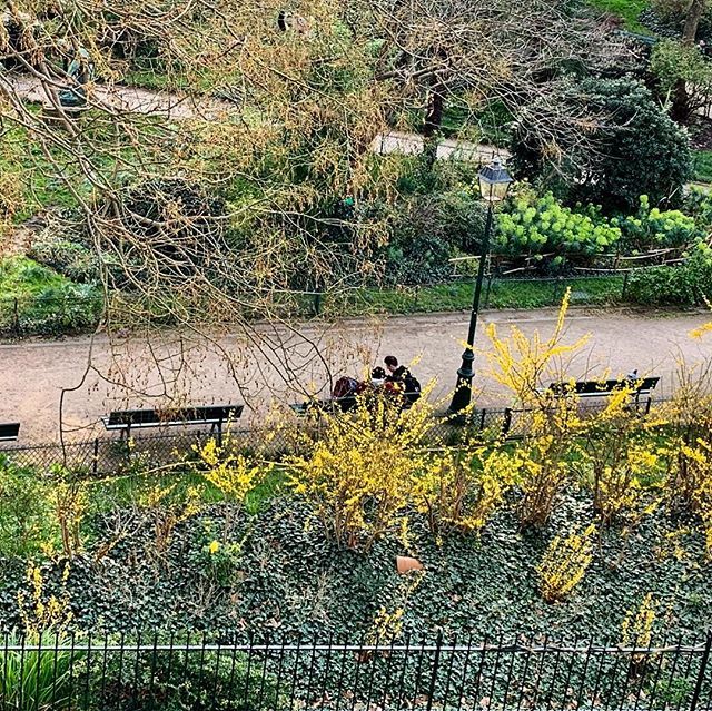 parisonadime's tweet photo. #forsythia in #bloom in #squaregardette #paris #france #paris11  #springflowers #parisparks #springtime #printemps #parisonadime #genuinefrance #expatlife #thisisparis https://t.co/YSqYCmxJUr https://t.co/h7IsZLunWN