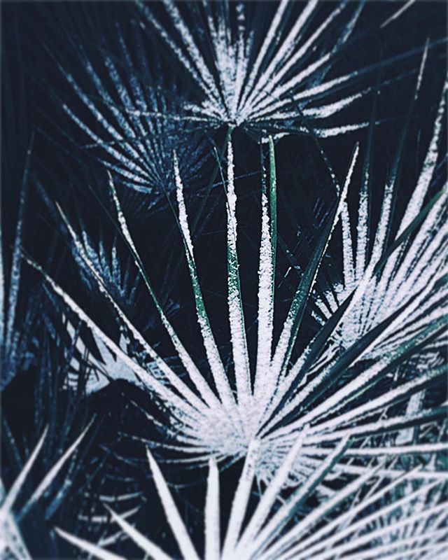 18.03.18 ❄️🌴 .
.
.
.
.
#winterinparis #latergram #snowontrees #rsa_snow #rsa_nature #palmtrees #ayearago🔙 #streetphotography #vscocam #upsidedownworld #vsconature #parisparks #rivegauche #parisrivegauche ift.tt/2HGL5bm