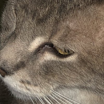 FireballGG tweet media