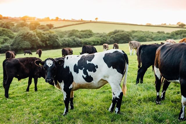 georgebale's tweet photo. 🐄 ⠀⠀⠀⠀⠀⠀⠀⠀⠀

#summer #adventure #bideford #uk #devon https://t.co/mks89wnHfj https://t.co/NTtTXfdjCw