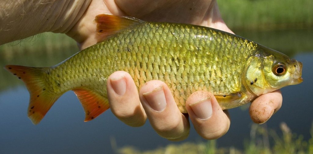 FBaitWorld's tweet photo. Should changes be made to coarse fishing seasons? https://t.co/piUDWl4aHq https://t.co/cQMkiMltHB