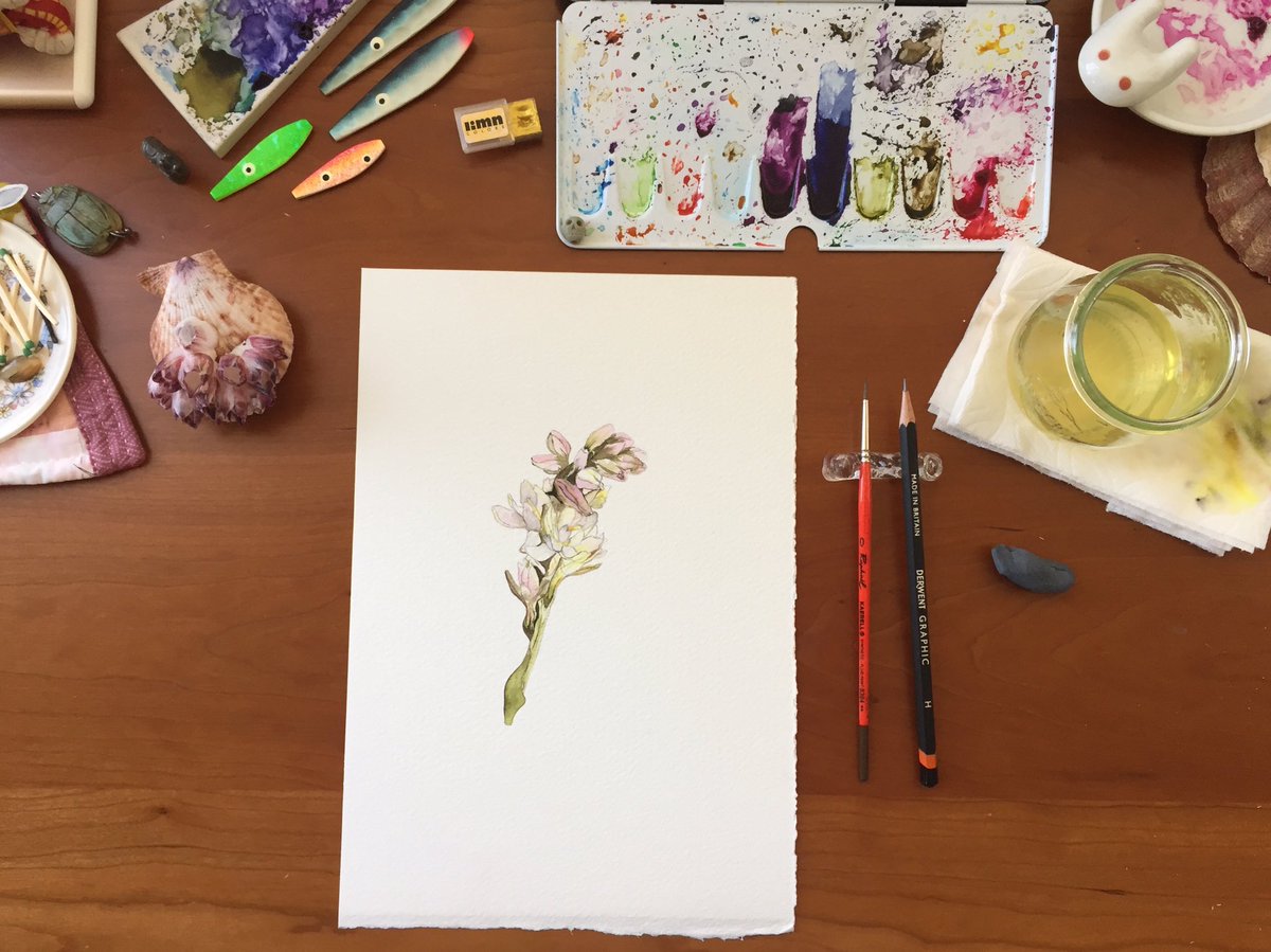 BarbLimStudio's tweet photo. A #quick #watercolour of #tuberose #inspired by the #amazing flowers of a florist I love ✨ #tuberoses reminds me of my #fierce #strong #paternalgrandma ✨ @derwentart H/F #rembrandwatercolours from @JacksonsArtTalk on @StCuthbertsMill #storybehindeverystrongwoman #botanicalart https://t.co/OXmnAmywiX