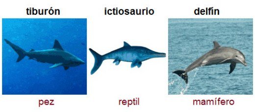 Órbita Laika tweet media