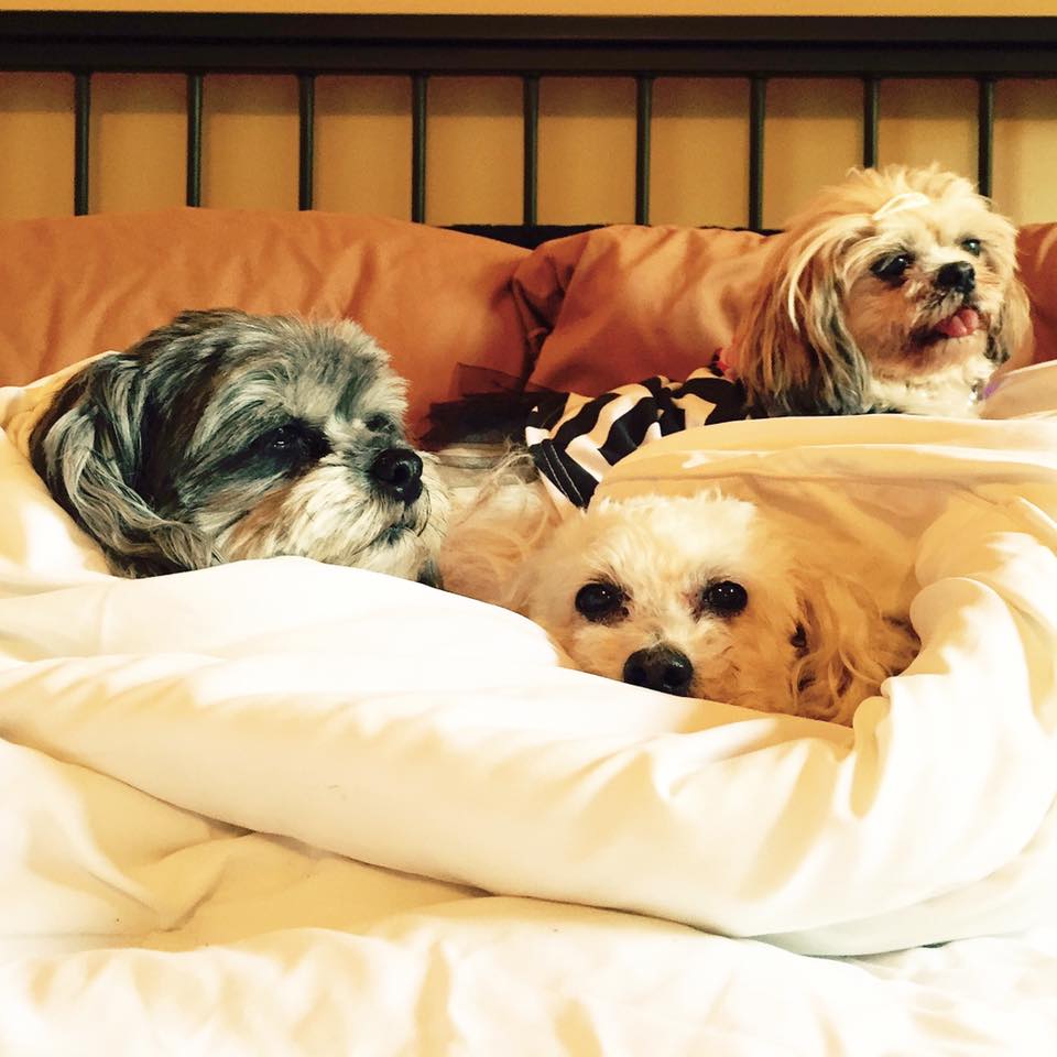WeLoveDogsUSA's tweet photo. "Sleeping with Dogs"
Sorry mom. No room for you!
Photo: Lenora Trent
#SleepingDogs #DogsInYourBed #SleepyDogs #LazyDogs #DogsOfTwitter https://t.co/YXJ5tgDItO