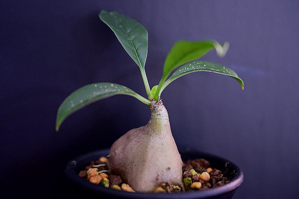 しゅやさん Myrmecodia Beccarii ミルメコディア ベッカリー S S ゲッツ 成長が楽しみです アリ植物 Myrmecodia 珍奇植物 アリダマ Shuyaget T Co Wn36gjy0ra Twitter