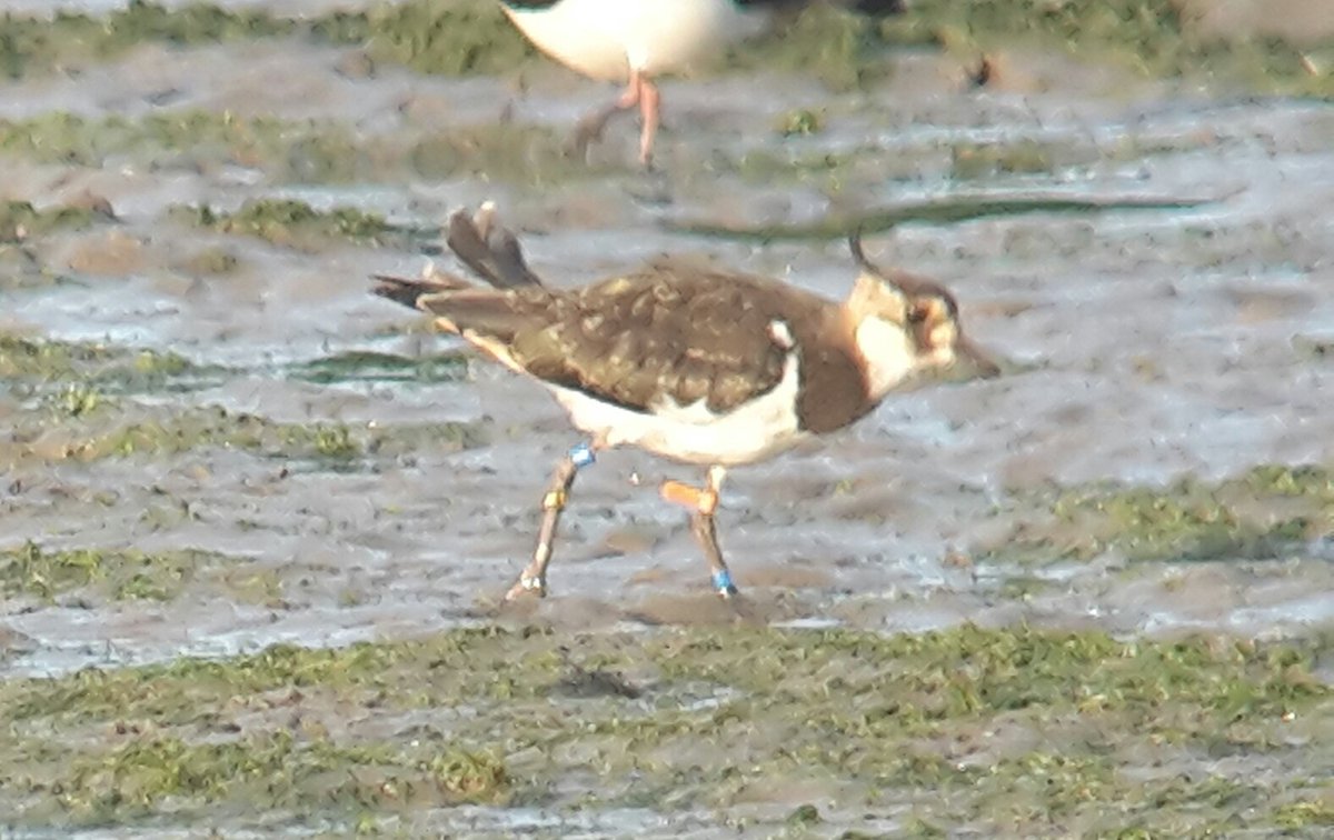 Poldernatuur tweet media