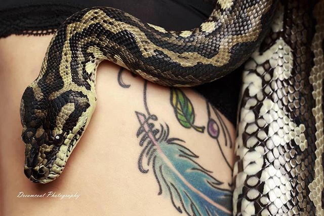 spyjournal's tweet image. Scales and feathers don't usually go together.
Model prettykittychameleon
Photo spyjournal
#snake #python #junglepython #tattoophotography #inkedgirls #chickswithtattoos #dreamcoatphotography