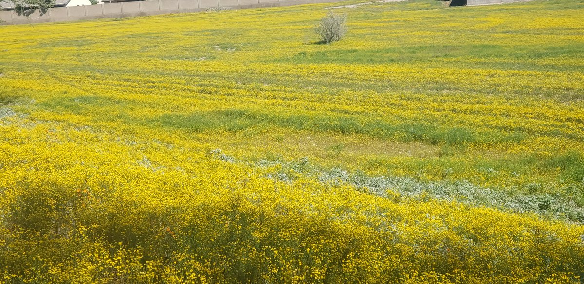 thedesertfox007's tweet photo. #desertfox played in the desert w 4.5 on trail with a turn around for 30.5 on the bike #sunshine feels great on my skin soaking up the sun seriously I am VitD deficient! Exhale and repeat ok maybe not but I have a 40k Sunday on the trail. #damgoodrun @AravaipaRunning #turning50 https://t.co/q7HHsvLhDE