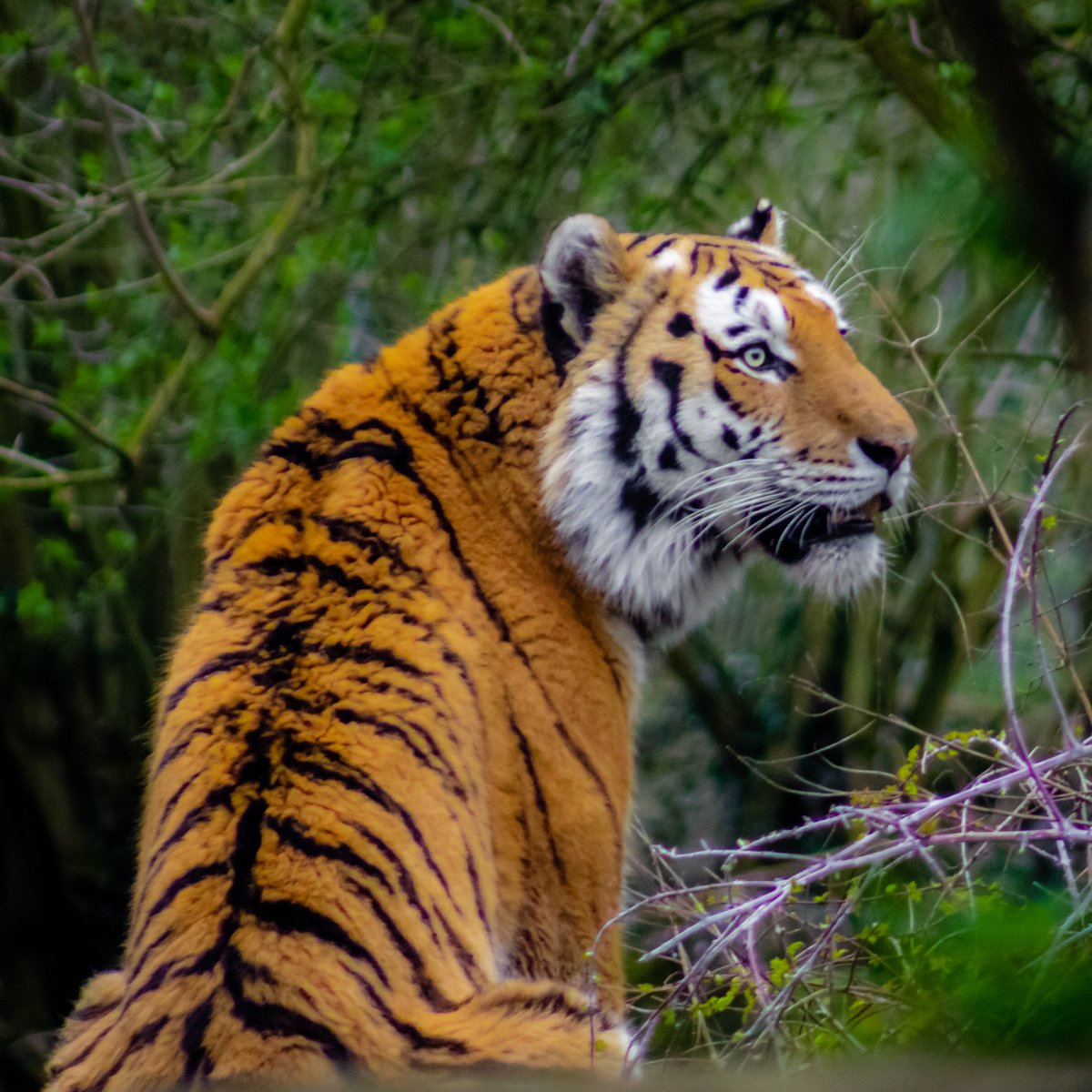 johnmartinez2n's tweet photo. Beautiful looking Tiger at Marwell Zoo https://t.co/ILBM1Jg4eP