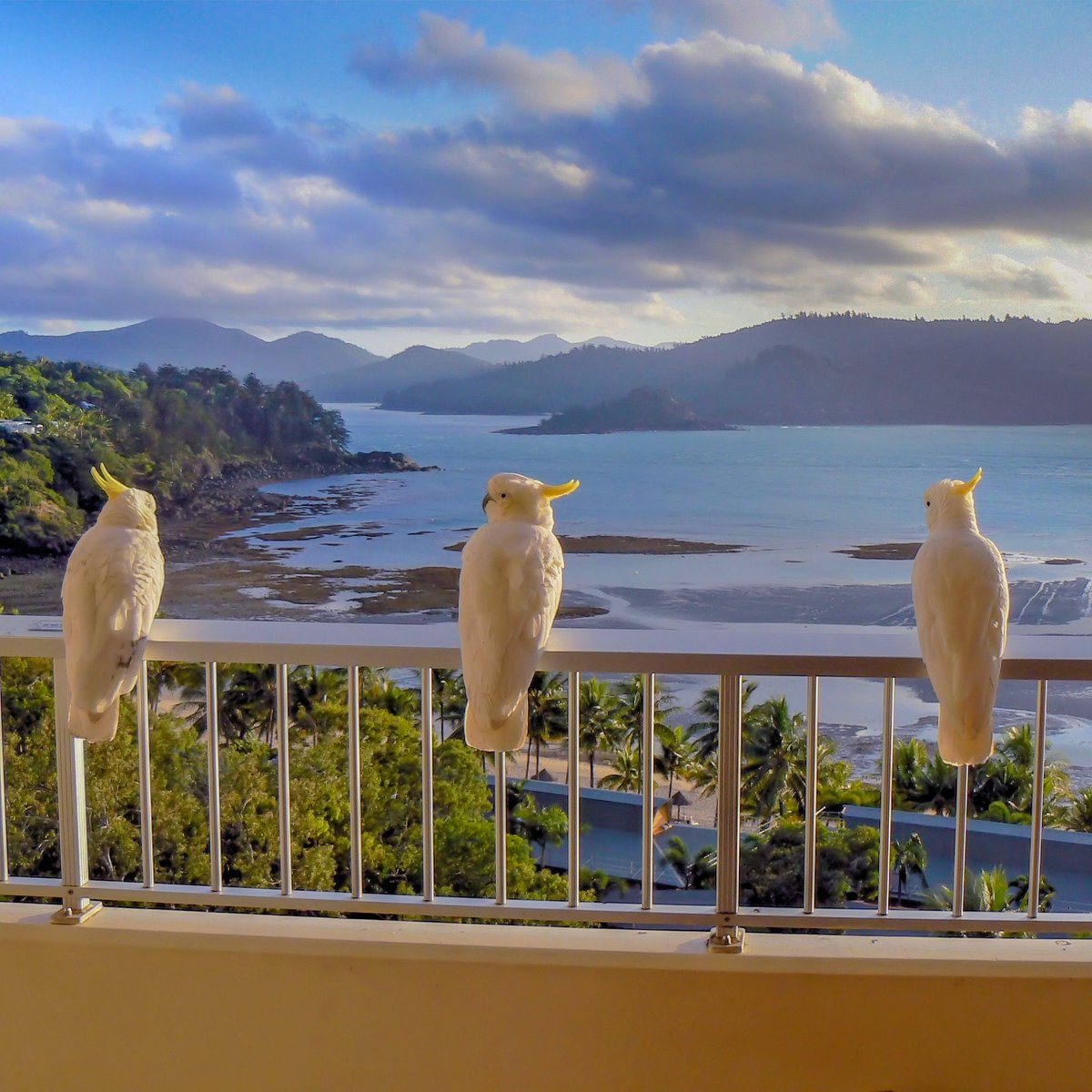TakinginSights's tweet photo. Who  thinks it's only us humans that enjoy a sunset? Hamilton Island in  Australia's Whitsunday Islands was the view these 3 white cockatoos were  enjoying as the sun started to set. Any thoughts on the conversation  they were having?
#traveltribe https://t.co/PQ9SFdZbVL