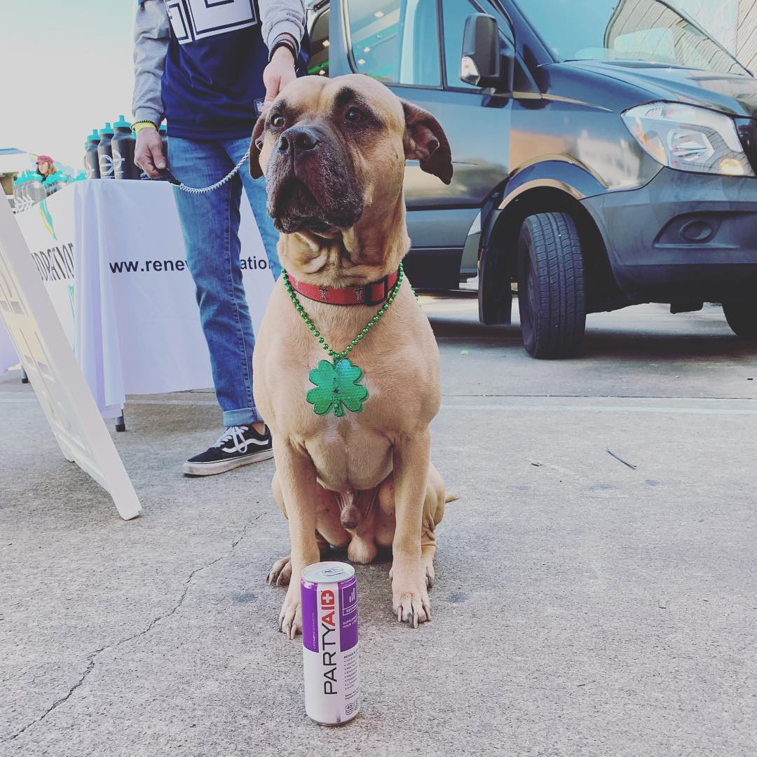 DrinkPARTYAID's tweet photo. Look like this good boy had a blast on St. Patricks Day! #PARTYAID https://t.co/CGAEWOERBR