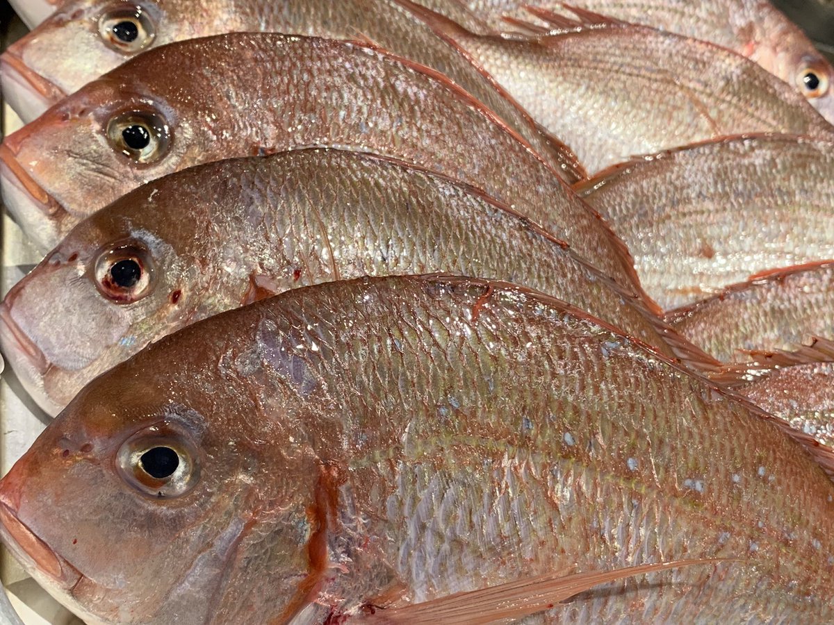 魚鐵 على تويتر チダイ 塩焼きか煮付けで丸一尾付け 食べ応えあるランチ 仕入れ 豊洲市場 ランチ