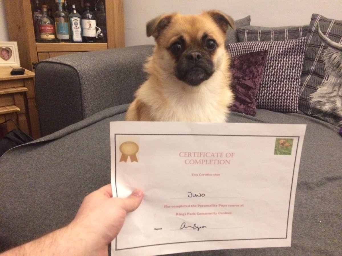 DistillaSean's tweet photo. A proud father tonight as my firstborn managed to graduate her puppy class with a fur-st. We are quietly hoping that she might be the first doctor in the family but we don't want to pressurise her into anything. #junothepompug #AlbarkEinstein #IsaacChewton https://t.co/u3DJ81MF6C