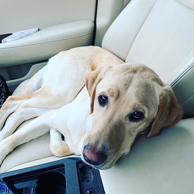 My coworker Piper and I are busy filling orders today. How is your Monday going? ift.tt/2Tl02SY