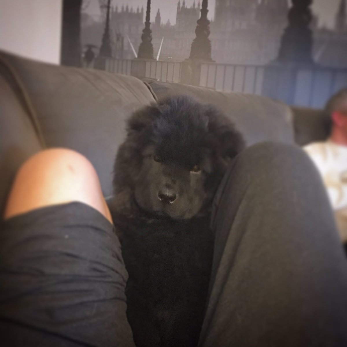 Cuddles with my princess after work, love these times hehe #chowchowpuppy