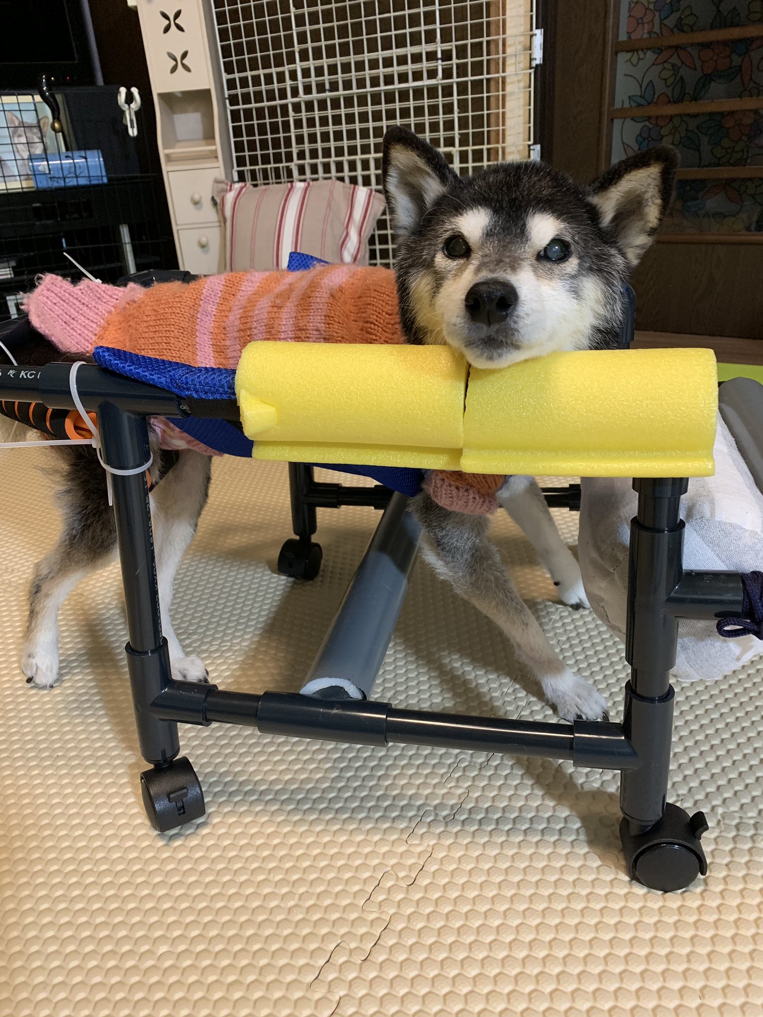 マリンママ パパに作って貰ったよ しばいぬ Sibainu 柴犬 黒柴 老犬 老犬介護 秘密結社老犬倶楽部 犬用歩行器 犬用歩行補助器 T Co Cufhgu3agf Twitter