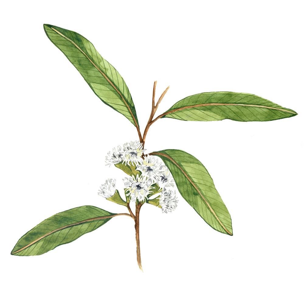 Corymbia citriodora aka Lemon- scented gum
is a tall smooth-barked gum with strongly lemon-scented leaves.
Leaves (fresh) from Central Victoria that gives depth and freshness to our Quinquina. 
.
.
.
#drinkvermouth #australianvermouth #lemongum #botanicals #maidenii #vermouth