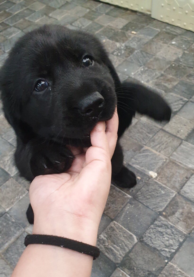 dog_rates's tweet image. We actually only rate dogs. We don’t rate curious bear cubs who like little chin scratches. Thank you. Please only send dogs... 12/10