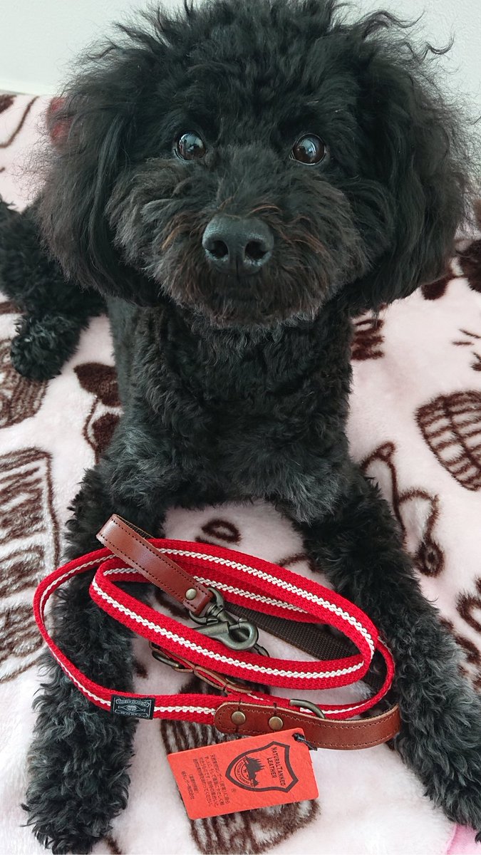 すず首輪製作工房