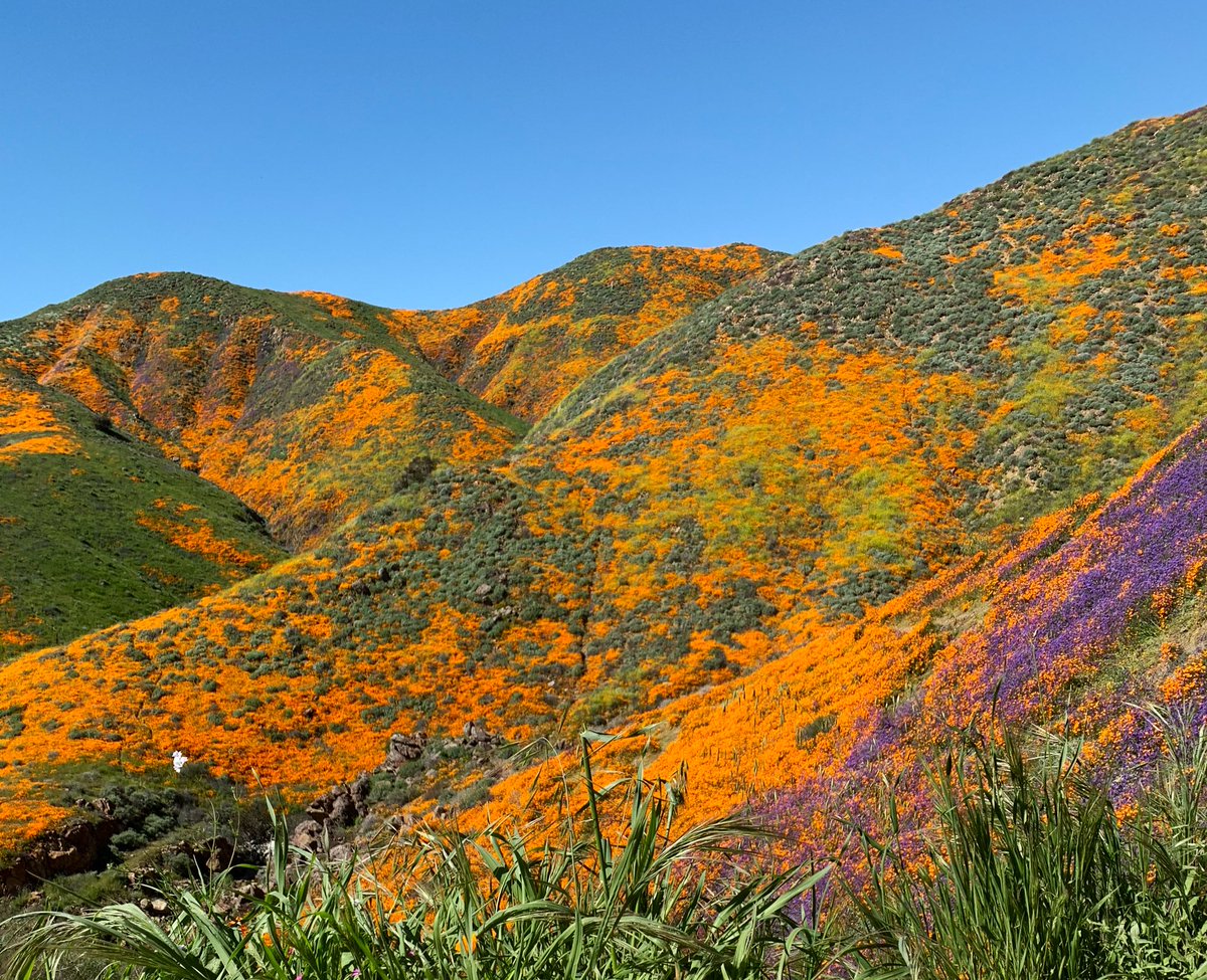 jessimeowlol's tweet photo. The most beautiful sight to see 🧡 #superbloom2019 #sevenmilehike #dednow https://t.co/cfvsnK3ouR