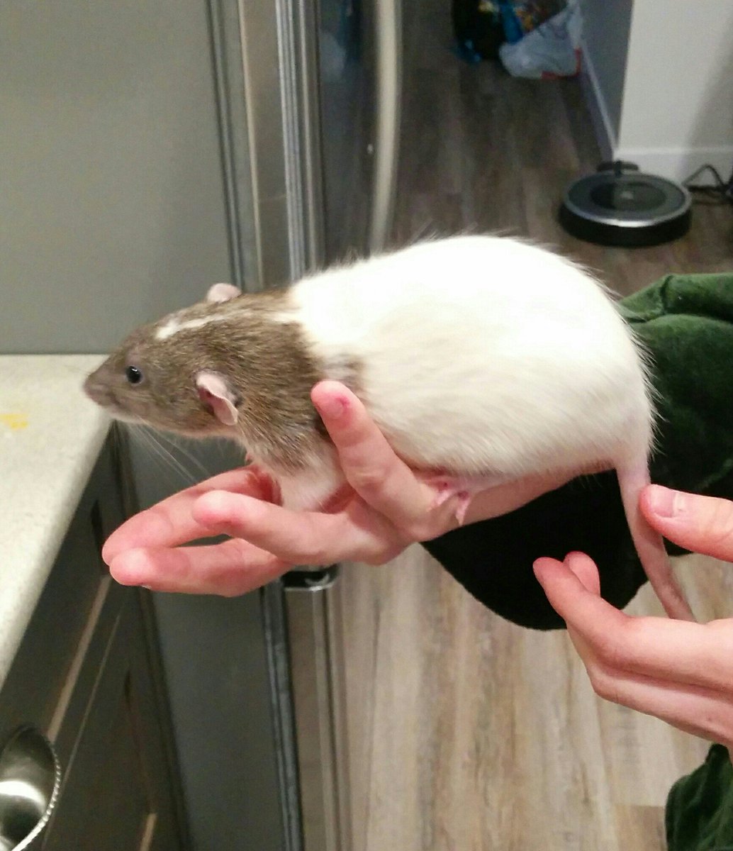 Monty Glu Why Do We Have Hands There Are Many Reasons Pat The Rat Hold The Rat Cherish The Rat Forfeit All Mortal Possessions To Rat T Co 8n46ip1qx5 Monty Glu Why Do We Have Hands There Are Many Reasons Pat The Rat Hold The Rat Cherish The Rat Forfeit All Mortal Possessions To Rat T Co 8n46ip1qx5