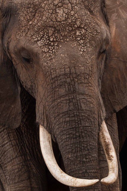 romeh's tweet photo. 🙋🏻‍♀️ 

My dad @levine_mark is an incredible wildlife photographer and will be showing / selling some of his work next week @ 2912 Dundas W (in the Junction) - he’ll be there from 2-4 but it’ll be on sale alll month long https://t.co/zrXLYF2bJ1