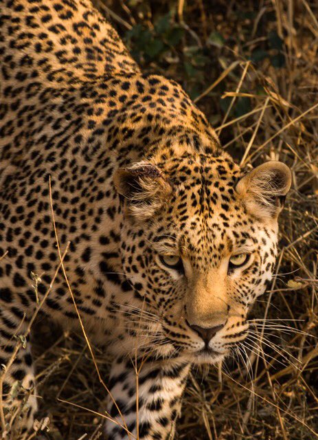 romeh's tweet photo. 🙋🏻‍♀️ 

My dad @levine_mark is an incredible wildlife photographer and will be showing / selling some of his work next week @ 2912 Dundas W (in the Junction) - he’ll be there from 2-4 but it’ll be on sale alll month long https://t.co/zrXLYF2bJ1