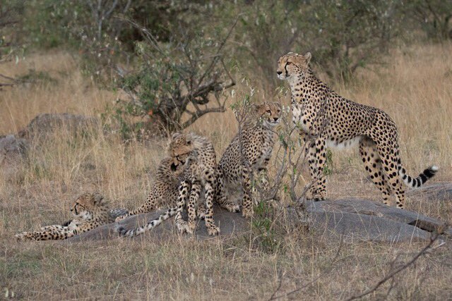 romeh's tweet photo. 🙋🏻‍♀️ 

My dad @levine_mark is an incredible wildlife photographer and will be showing / selling some of his work next week @ 2912 Dundas W (in the Junction) - he’ll be there from 2-4 but it’ll be on sale alll month long https://t.co/zrXLYF2bJ1