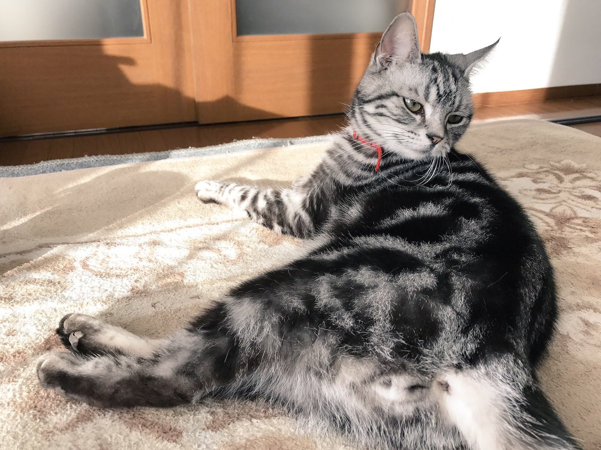 2018.2/18未明から愛猫テォが帰ってこなくなってしまいました。
外に出していた自己責任ではありますが、探しています。
ご協力頂けると有り難いです。
#アメリカンショートヘア
#迷い猫  #捜索中
#茨城県