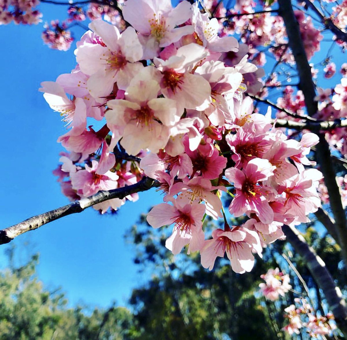 OCCBFest's tweet photo. Enjoying the views at #occbfest in Huntington Beach today! Stop by today/tonight until 9pm, or tomorrow from 10am-4pm! 🌸🌸🌸 #hanami https://t.co/Q9gkj7pvoy