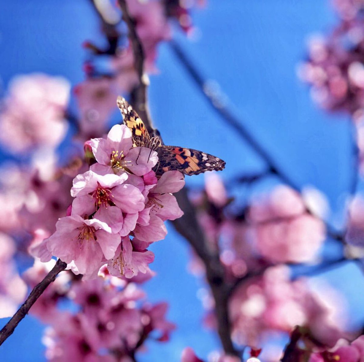 OCCBFest's tweet photo. Enjoying the views at #occbfest in Huntington Beach today! Stop by today/tonight until 9pm, or tomorrow from 10am-4pm! 🌸🌸🌸 #hanami https://t.co/Q9gkj7pvoy