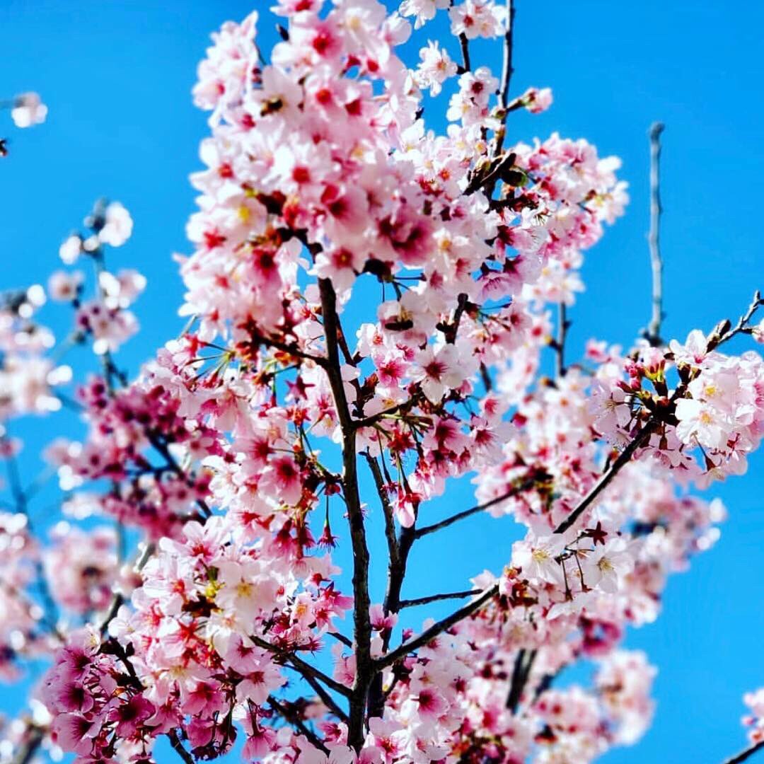 OCCBFest's tweet photo. Enjoying the views at #occbfest in Huntington Beach today! Stop by today/tonight until 9pm, or tomorrow from 10am-4pm! 🌸🌸🌸 #hanami https://t.co/Q9gkj7pvoy